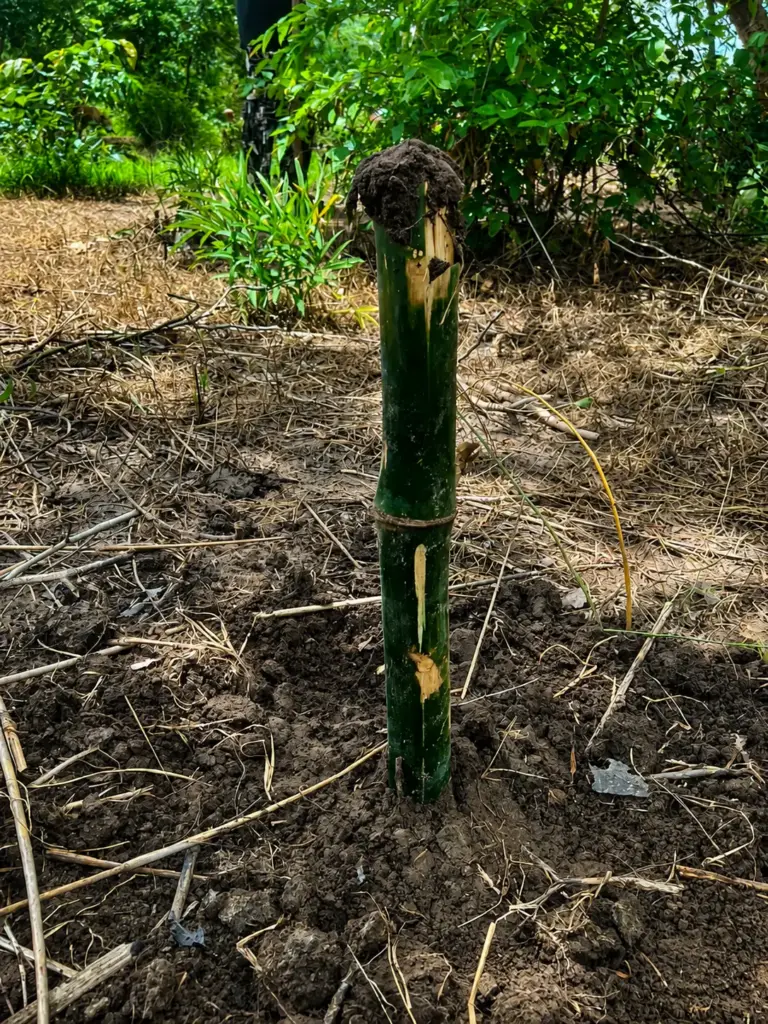 Bambus in Gambia.