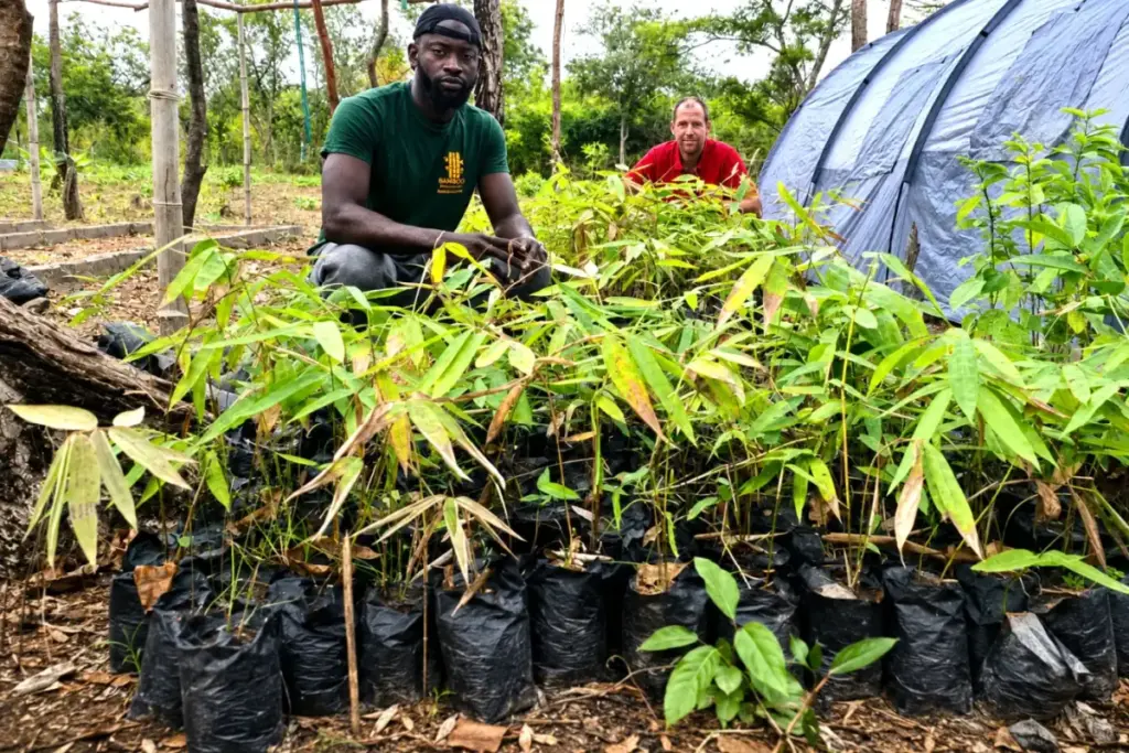 Junge Bambussetzlinge in einer Baumschule in Gambia als Grundlage für nachhaltige Pflanzungen und neue Projekte.