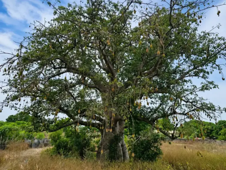 Baobab Baum