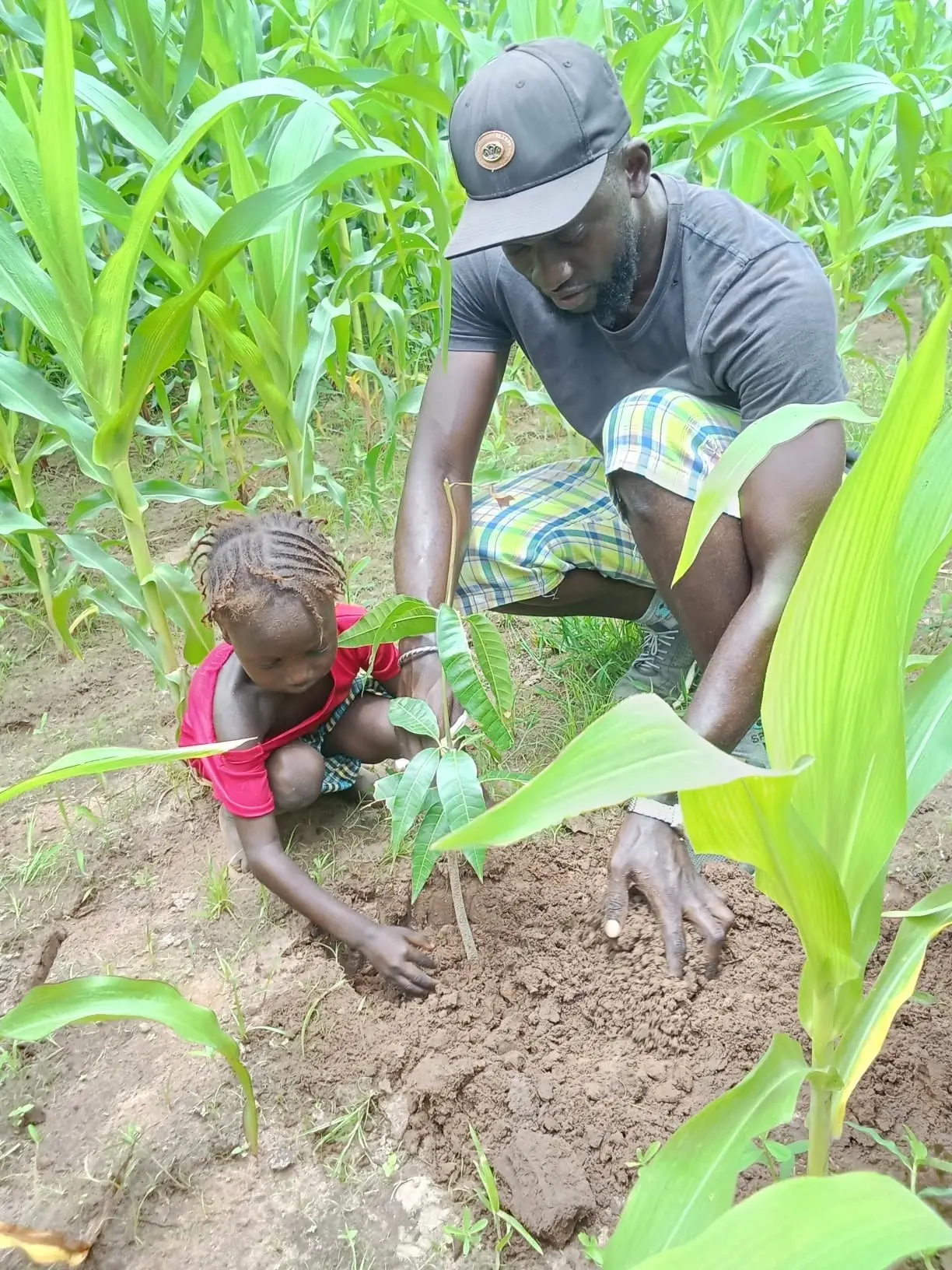 Omar Darboe is planting a bamboo seedling together with a young girl.